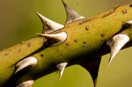 thorny roses